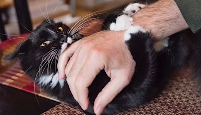 Why is my cat play biting? A behaviorist reveals 3 reasons