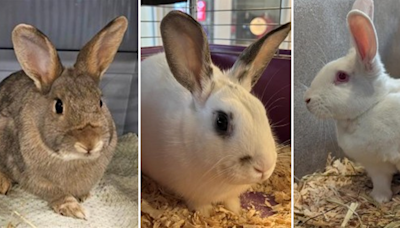 Ottawa Humane Society 'bursting with bunnies', declares July 21–27 'rabbit week'