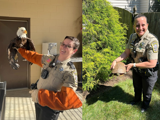 Stafford County deputies to the rescue! Eagle, turtle, bird given second chance