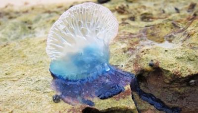 'Otherworldly' Portuguese man-of-war becoming more common on Nova Scotia's inshore | CBC News