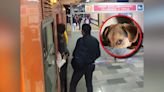 Metro de CDMX se detiene para salvar a un perrito de las vías; retrasos en la Línea A, 2, 7 y 12