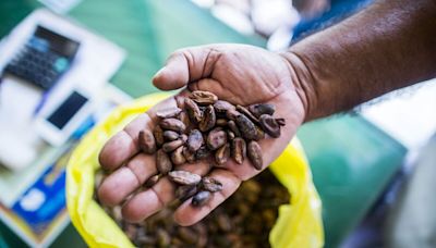 Cocoa Slumps on Better Mid-Crop Outlook and Lower Bullish Bets