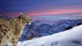 Stunning Photo of Rare Snow Leopard Wins Wildlife Photographer of the Year Award