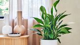 How to care for a peace lily - from dusting (yes, really) to deadheading