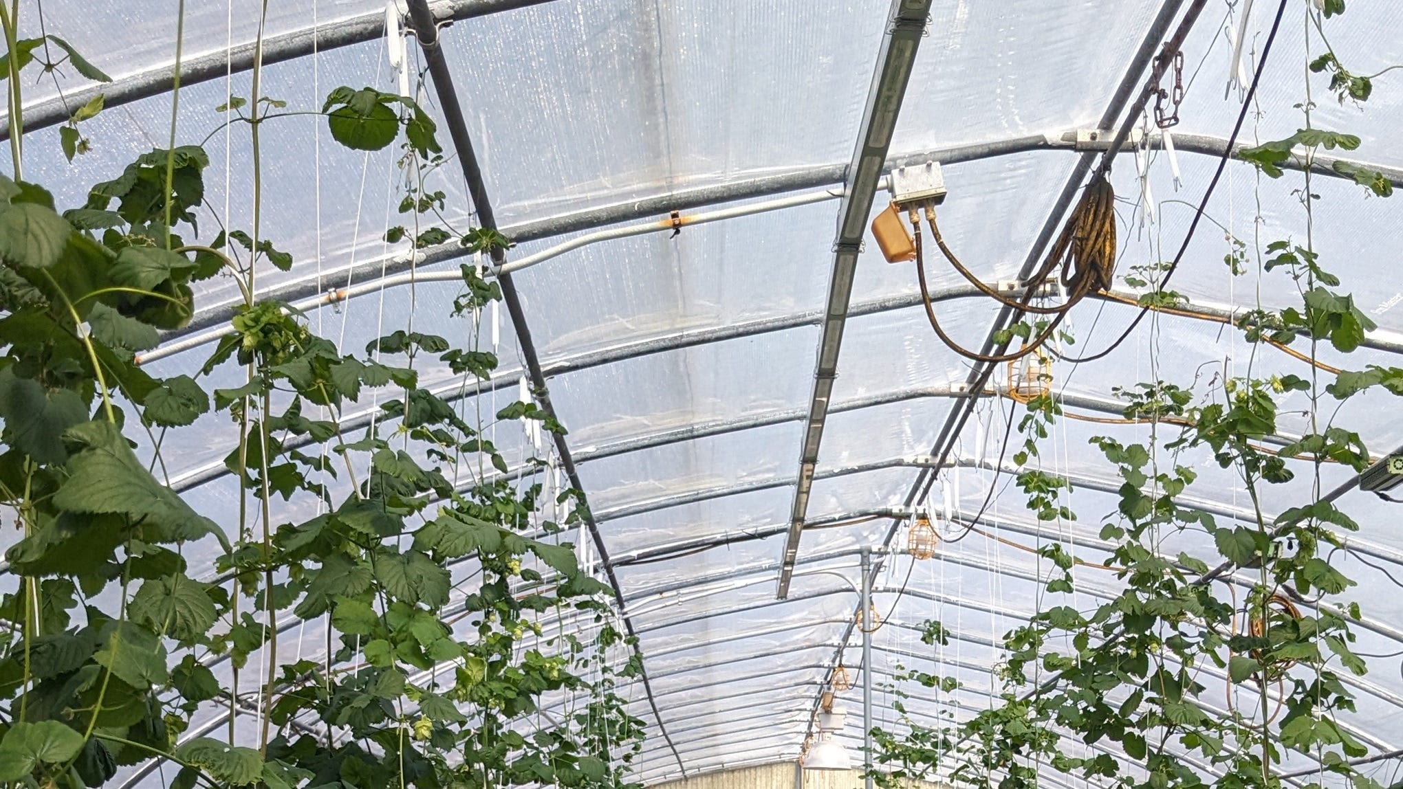 UF's solution to growing hops in Florida's climate is more simple than you may think