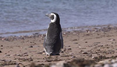 Un reality diferente: así se puede ver las 24 horas la llegada a Chubut de visitantes muy esperados