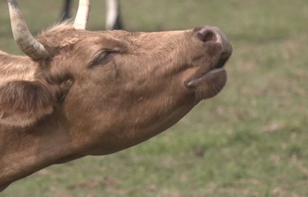 DeSantis sticks fork in lab-grown meat