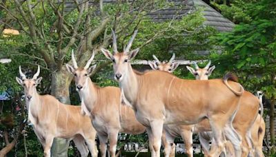 賀「麟洋配」奪第一金！動物園找羚羊拍照領禮物 北市這些地方入場免費