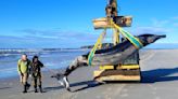 Extrem seltener Wal an Strand in Neuseeland gespült