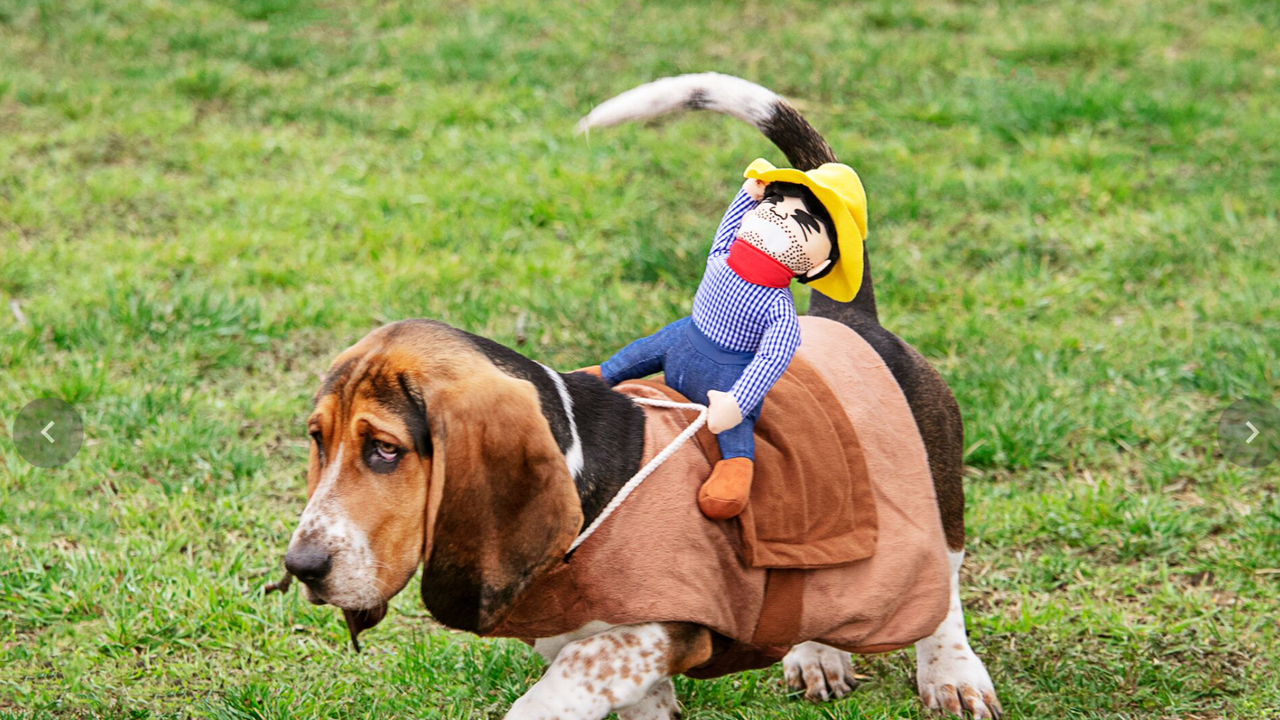 The Most Adorable Halloween Costume Ideas for Your Dog