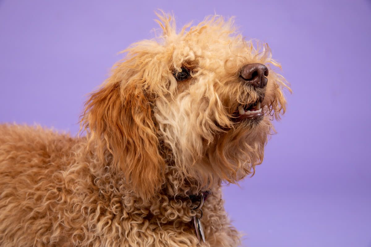 Star-Wars Loving Goldendoodle 'Reuniting With His Biological Father' at Disneyland Is Pure Magic