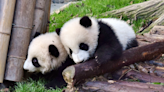 Adorable Twin Pandas Make Their Debut at a South Korean Zoo