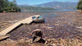 Free-roaming driftwood is clogging boat launches on Lake Shasta. Who's cleaning it up?