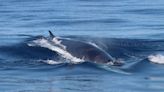 El vídeo del insólito avistamiento de un grupo de ballenas rorcuales en las aguas de la Costa Tropical