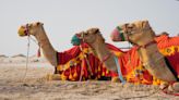 Reflexiones de una viróloga tras el misterio de la gripe del camello en Catar