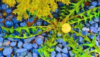 Vinegar and salt need one other ‘brilliant’ kitchen item to kill weeds for good