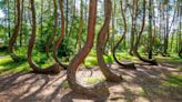 El misterioso Bosque Retorcido de Polonia, un lugar fascinante y único