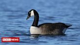Avian flu confirmed in Coventry park's Canada geese
