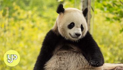 China to send 2 giant pandas to US Smithsonian National Zoo by year’s end