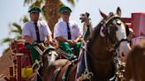 Budweiser Clydesdales return to El Paseo ahead of Stagecoach Country Music Festival