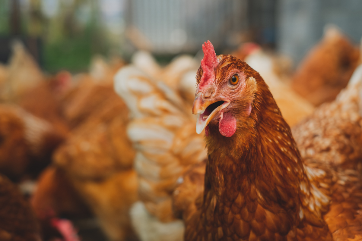 Canadian Chicken Sets 'Guinness World Record' by Identifying Numbers, Colors, and Letters