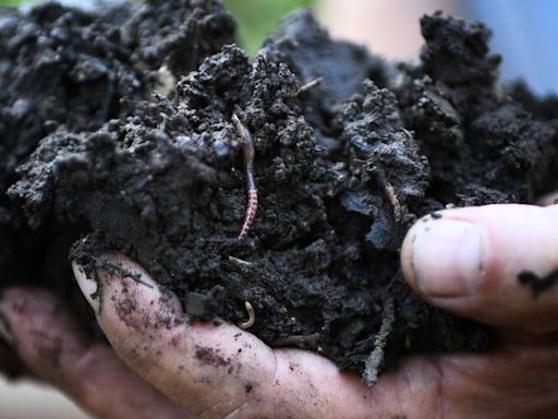 La Comisión de Medio Ambiente aprueba el documento ambiental para la creación de una granja de lombrices en Cuéllar