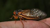 Por qué las cigarras que invadieron Chicago pueden convertirse en “zombies”