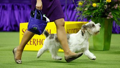 Westminster Dog Show tickets 2024: Prices, cost for full schedule in Queens, New York | Sporting News