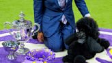 Miniature poodle named Sage wins Westminster Kennel Club dog show