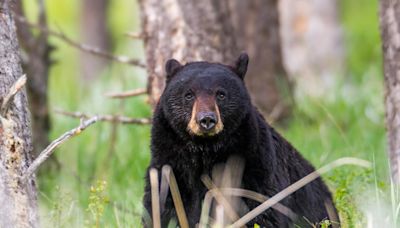 Bear attacks and injures 3-year-old girl in tent at Montana campground