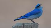 Mountain bluebirds add splash of color to spring