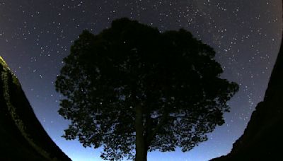 2 men are charged with cutting down famous 150-year-old tree near Hadrian’s Wall in England