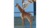 Spotless arrival: Rare giraffe without coat pattern is born at Tennessee zoo