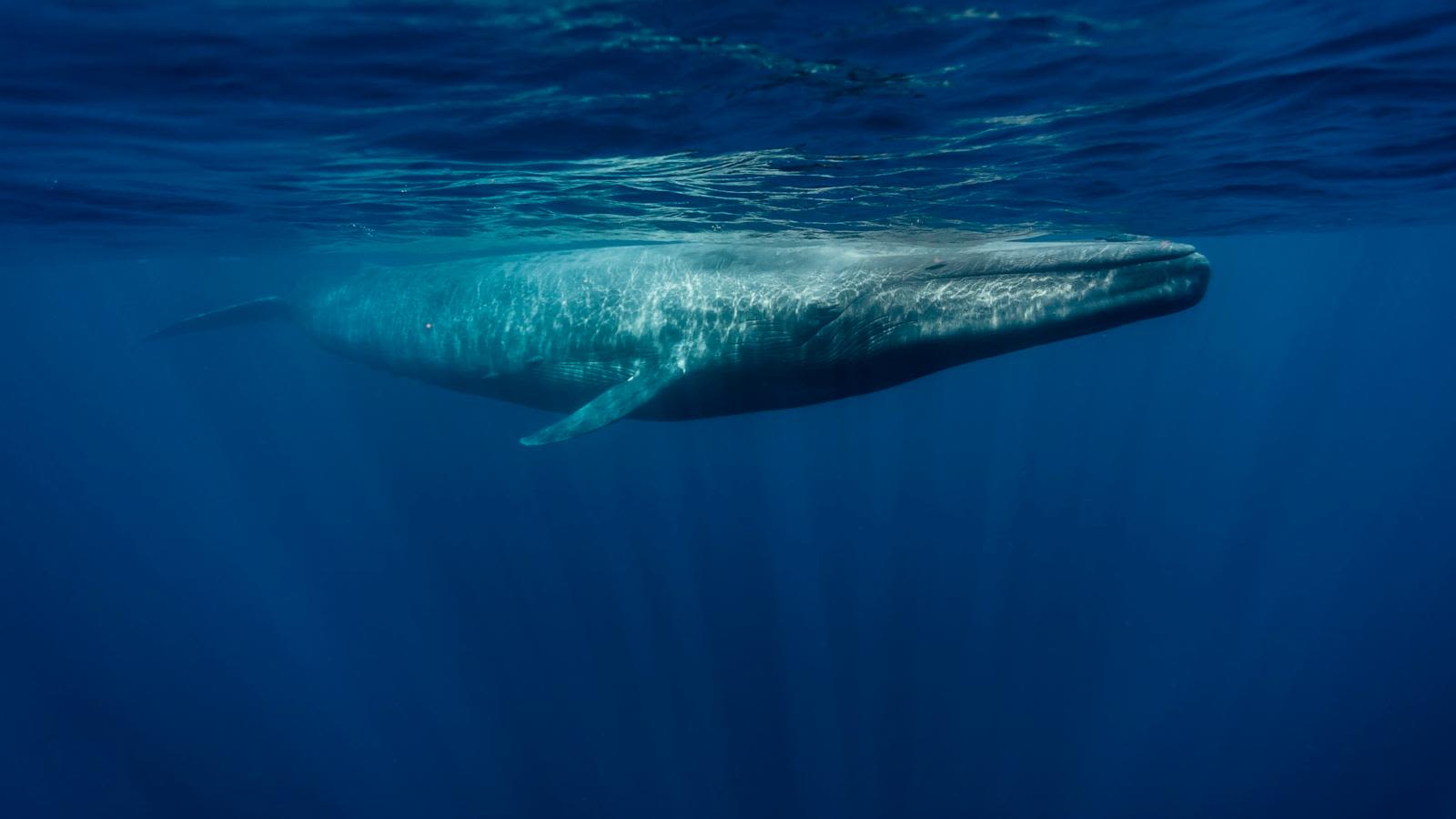 Massive blue whale seen off the coast of Massachusetts in rare double sighting