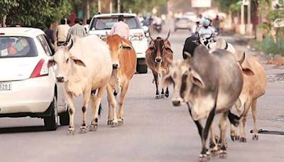 Cow smuggler shot dead while being chased by police in Rajasthan