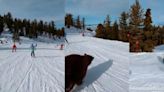 Un enorme oso salvaje irrumpe en un entrenamiento de snowboard en California