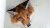 Curious Fox Cub Rescued After Getting Head Stuck In A Sink Drain