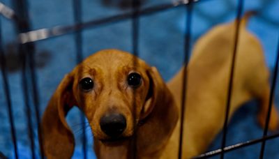 Dog Mom Discovers Her Dachshund Is an Escape Artist with 'Little Chicken Arms'