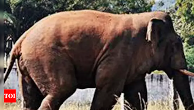 Wild elephant tramples man to death in Tamil Nadu | Chennai News - Times of India