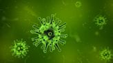 University of South Florida picked as HQ for international virus, pandemic research network