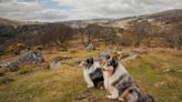 Dartmoor National Park orders dogs to be kept on short leads