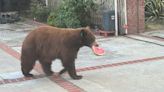 Hungry bear in California steals a watermelon out of a family's garage refrigerator