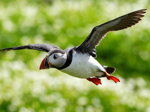 Rangers gear up for first full count of Farne Islands’ puffins in five years