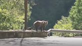 Un oso mata a una joven de 19 años en Rumanía: el animal se llevó a la mujer hasta una gruta arrastrándola de una pierna