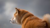 A Shiba Inu dog who became the viral 'Cheems' doge meme died after a battle with cancer