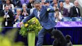 Mini poodle, Sage, wins Westminster dog show; Conn. canine gets to final round