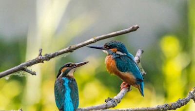 Quels oiseaux trouve-t-on à Paris ?