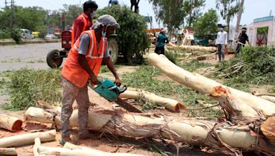 Delhi LG's 'role', DDA 'misreading' notification — curious case of illegal tree felling in Delhi Ridge