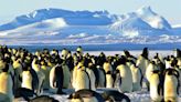 最羨慕的工作 到南極數企鵝6000人瘋搶