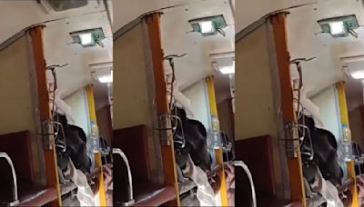 Mumbai Viral Video: Snake Found In The Jabalpur-Mumbai Garib Rath Express– What Happens Next? Watch Here